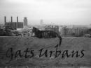 Gats Urbans